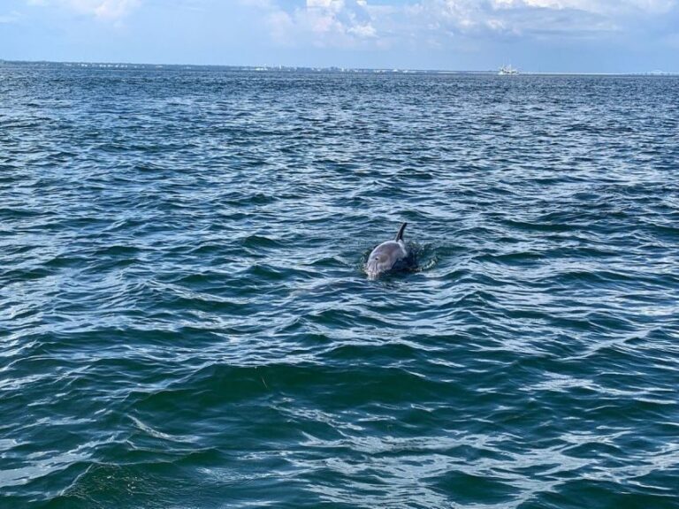 Pensacola Beach Sunset Dolphin Tour private up to 6 ppl - Price and Value