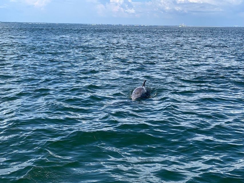 Pensacola Beach Sunset Dolphin Tour private up to 6 ppl - Price and Value
