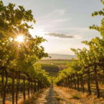 Penticton: Naramata Bench Full Day Guided Wine Tour - Frequently Asked Questions