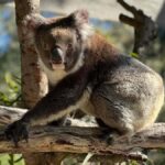 Perth: WA Wildlife Hospital and Native Fauna Encounter Tour - Who Is This Tour Best For?