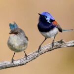 Perth Wildlife Tour Under the Stars with Dinner - Authentic Feedback from Guests