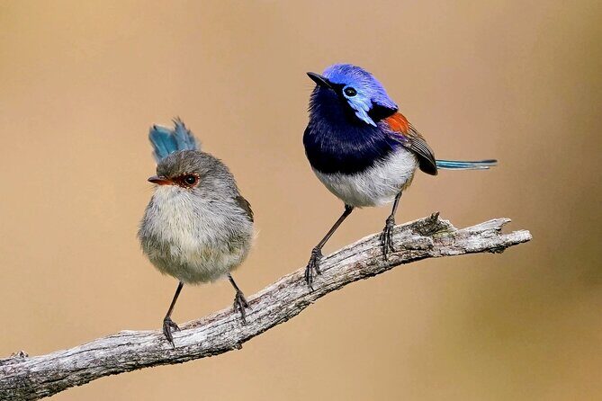 Perth Wildlife Tour Under the Stars with Dinner - Authentic Feedback from Guests