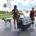PET FRIENDLY Private Transfer Cancun - Playa del Carmen - The Details of the Transfer Experience