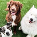Petfinity Indoor Dog Park in Calgary - Practical Tips for Visiting Petfinity