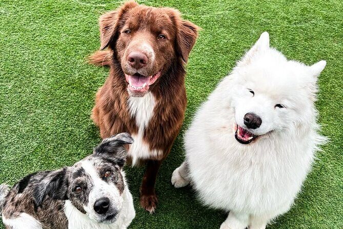 Petfinity Indoor Dog Park in Calgary - Practical Tips for Visiting Petfinity