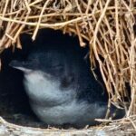 Phillip Island & Penguin Parade Afternoon Eco Tour from Melbourne - What You’ll Love About the Tour