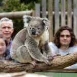 Phillip Island Penguin Parade, Wildlife and Beach Boxes Bus Tour - Who Will Appreciate This Tour?
