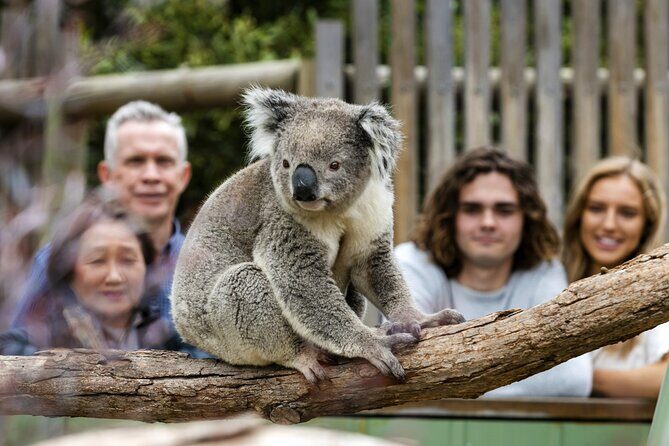 Phillip Island Penguin Parade, Wildlife and Beach Boxes Bus Tour - Who Will Appreciate This Tour?