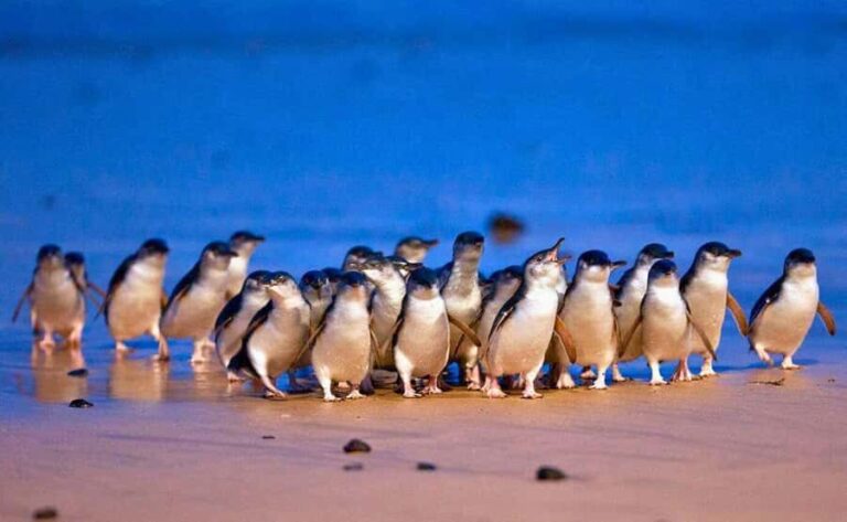 Phillip Island Penguin Parade with Expert Local Guide - Practical Tips for the Day