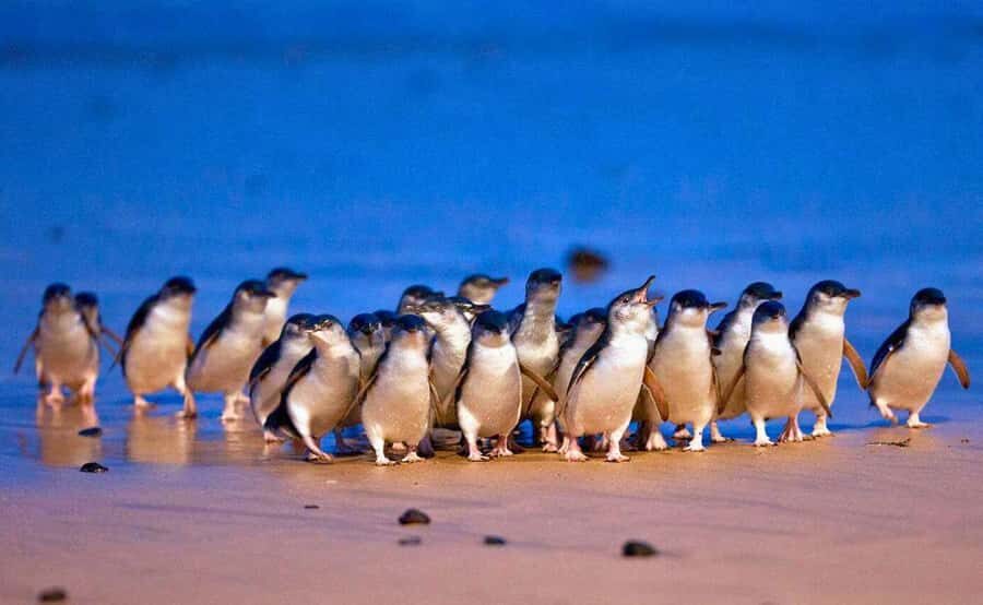 Phillip Island Penguin Parade with Expert Local Guide - Practical Tips for the Day