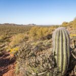 Phoenix/Scottsdale: Apache Trail Tour & Canyon Lake Cruise - What to Expect on the Tour