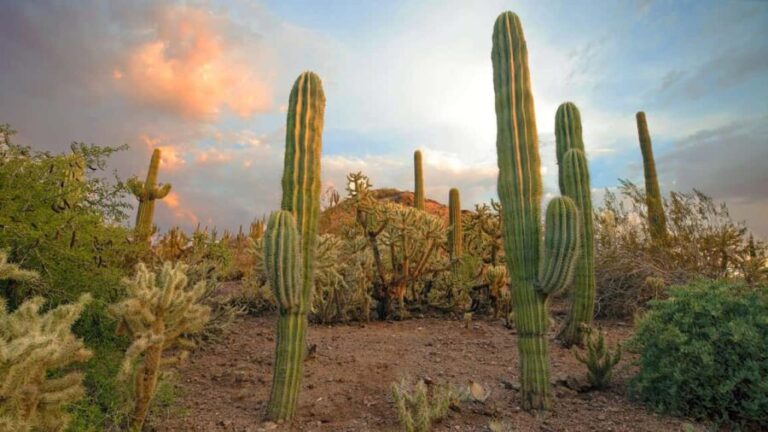Phoenix & Scottsdale: Full Day City Highlights Tour - The Sum Up: Is This Tour Right for You?