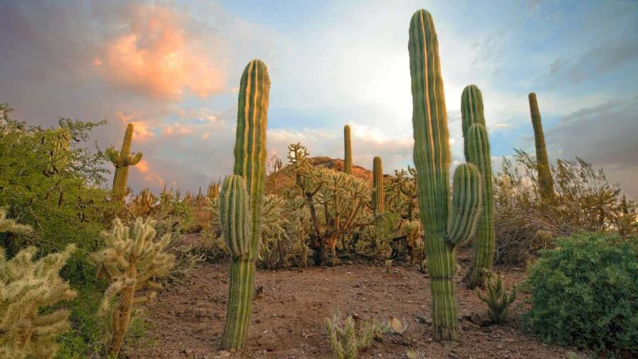 Phoenix & Scottsdale: Full Day City Highlights Tour - The Sum Up: Is This Tour Right for You?
