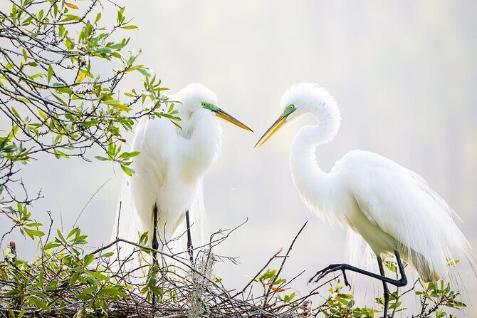 Photograph low country wildlife with a professional photographer - What to Expect During the Tour