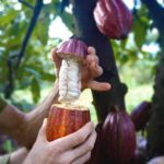 Pick and Taste Tropical Fruit - The Itinerary Breakdown