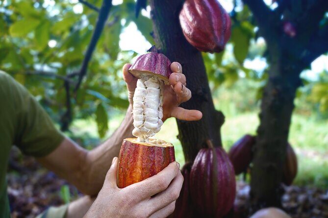 Pick and Taste Tropical Fruit - The Itinerary Breakdown