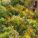 Pick Your Own Flowers on the Farm - Picking Your Own Flowers: The Highlight