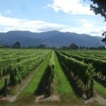 Picton Cruise Ship Shore Excursion Marlborough Wine Tour - Who Will Love This Tour?