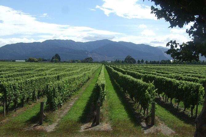 Picton Cruise Ship Shore Excursion Marlborough Wine Tour - Who Will Love This Tour?