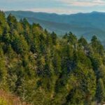 Pigeon Forge: Newfound Gap and Smoky Mountains Jeep Tour - The Value of the Experience