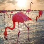 Pinktastic Lagoon Adventure Las Coloradas & Rio Lagartos from Cancun - Who is this tour best suited for?