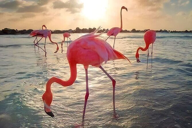 Pinktastic Lagoon Adventure Las Coloradas & Rio Lagartos from Cancun - Who is this tour best suited for?