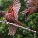 Pkaha Wildlife Centre Guided spiritual Tour from Wellington - What the Reviews Say (Based on the Data)