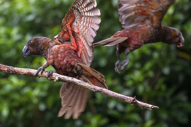 Pkaha Wildlife Centre Guided spiritual Tour from Wellington - What the Reviews Say (Based on the Data)