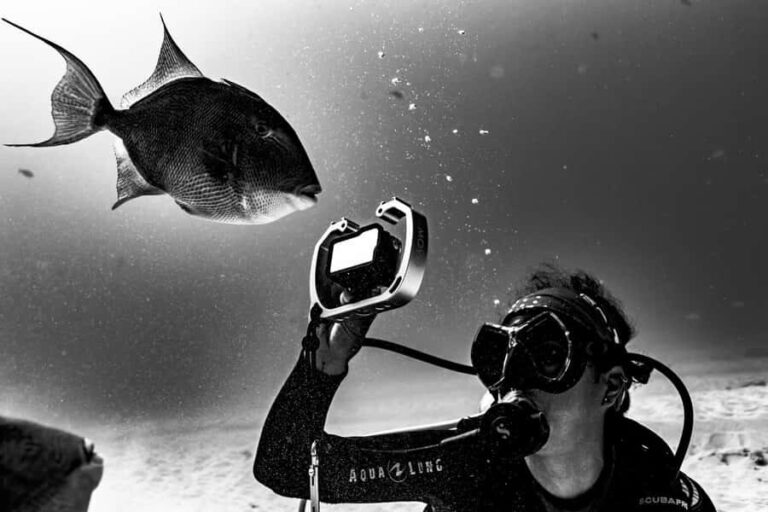 Playa del Carmen: Bull Shark Diving Experience - The Day’s Itinerary and What to Expect