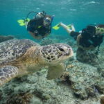 Playa del Carmen: Discover the Surreal World of Scuba Diving - Who Should Consider This Tour?