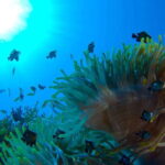 Playa del Carmen: Dive into our Local Reefs Today! - Who Is This Tour Best For?