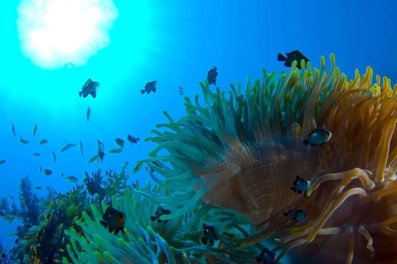 Playa del Carmen: Dive into our Local Reefs Today! - Who Is This Tour Best For?