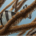 Playa del Carmen: Open Water Diver Course - The Details That Matter