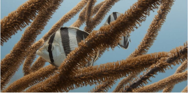 Playa del Carmen: Open Water Diver Course - The Details That Matter