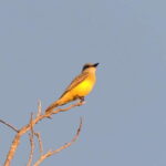 Playa del Carmen: Private Morning Birdwatching Tour - The Detailed Look at the Tour