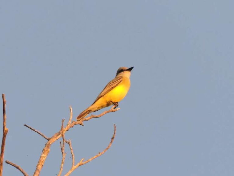 Playa del Carmen: Private Morning Birdwatching Tour - The Detailed Look at the Tour
