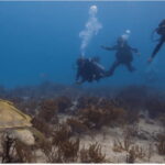 Playa del Carmen: Scuba Diver Certification Course - The Itinerary in Detail