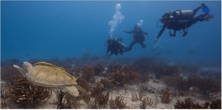 Playa del Carmen: Scuba Diver Certification Course - The Itinerary in Detail