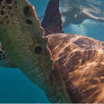 Playa del Carmen: Snorkel Tour at Local Reef - What To Expect from the Tour