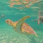 Playa del Carmen Tour Akumal Swimming With Turtles And Lagoon Yal Ku - Who Is This Tour Best For?
