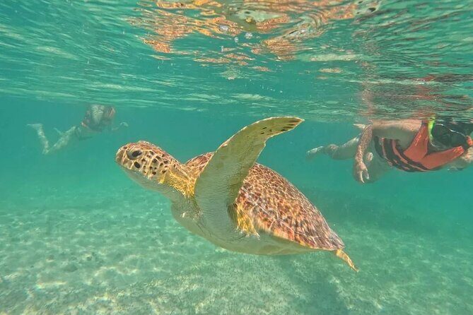 Playa del Carmen Tour Akumal Swimming With Turtles And Lagoon Yal Ku - Who Is This Tour Best For?
