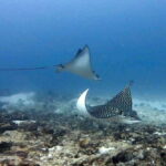 Playa del Carmen: Two Reefs Dives for Certified Divers - A Closer Look at the Experience