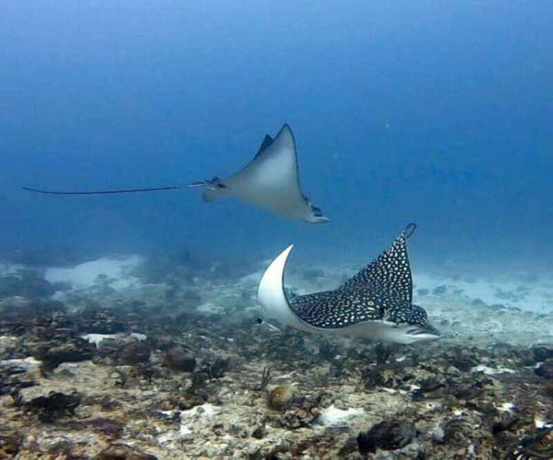 Playa del Carmen: Two Reefs Dives for Certified Divers - A Closer Look at the Experience