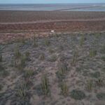 Playa el Cardonal: tour and sandboarding activity in the dunes of Sahuimaro - What’s Included and What’s Not