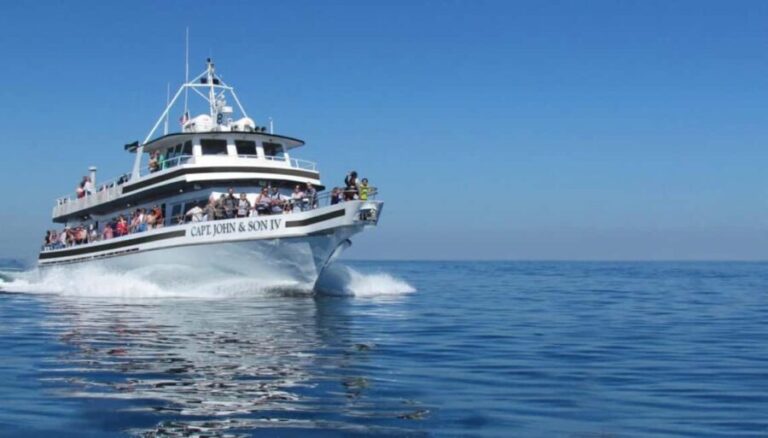 Plymouth: Whale Watching Cruise - The Whale Watching Itinerary