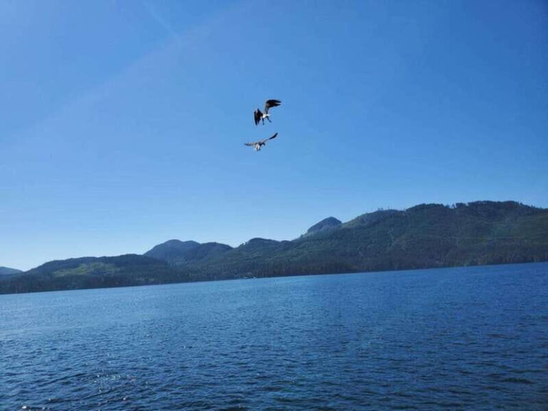 Port Alice: Sea Otter and Wildlife Tour - 6 hour with lunch - Final Thoughts