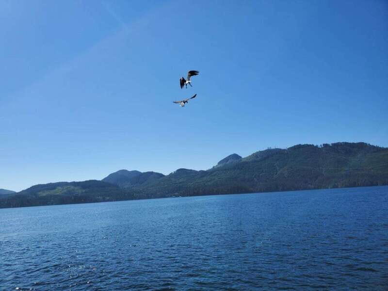 Port Alice: Sea Otter and Wildlife Watching Boat Tour - Final thoughts