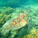 Port Douglas: Half-Day Low Island and Lagoon Snorkeling Tour - The Value of This Experience