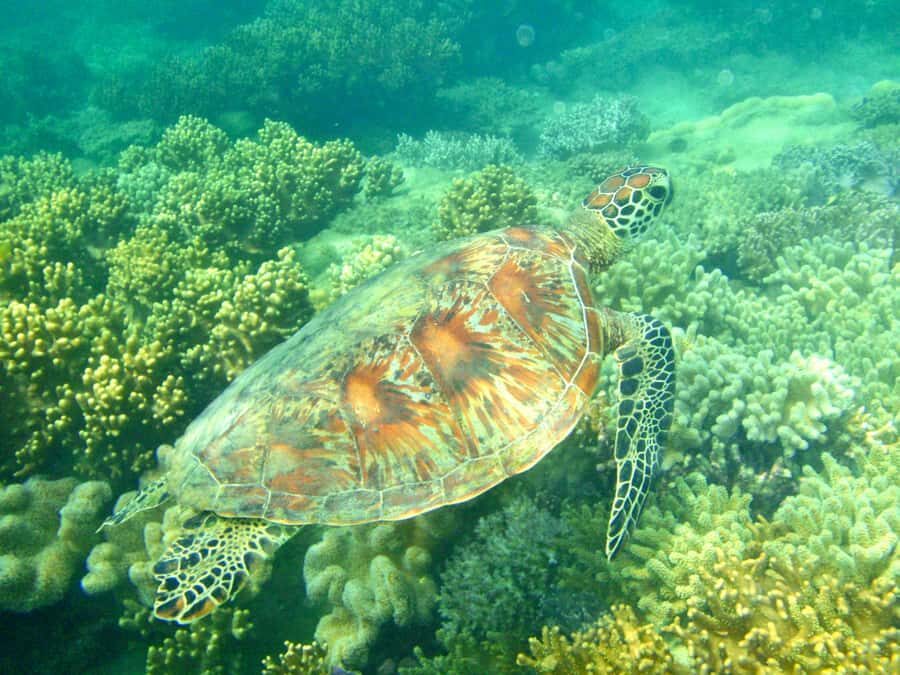 Port Douglas: Half-Day Low Island and Lagoon Snorkeling Tour - The Value of This Experience