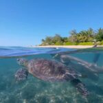 Port Douglas: Low Isles Glass Bottom Boat & Snorkeling Tour - The Itinerary: What to Expect